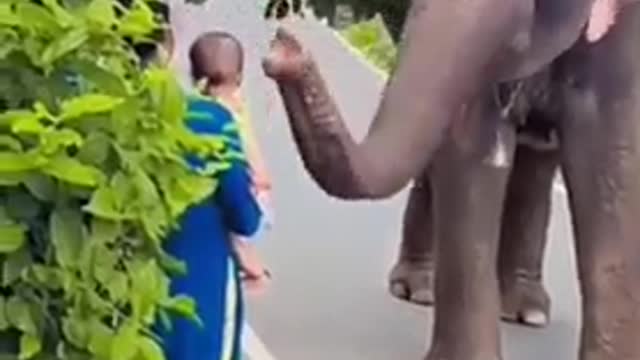 A pet elephant and a baby