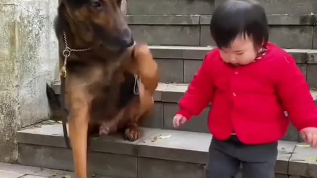 Dog save baby
