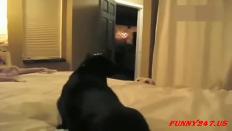 Cat and dog fight for bed