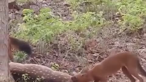 Deer attack