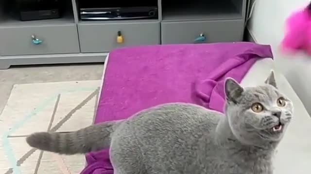 Lovely cat