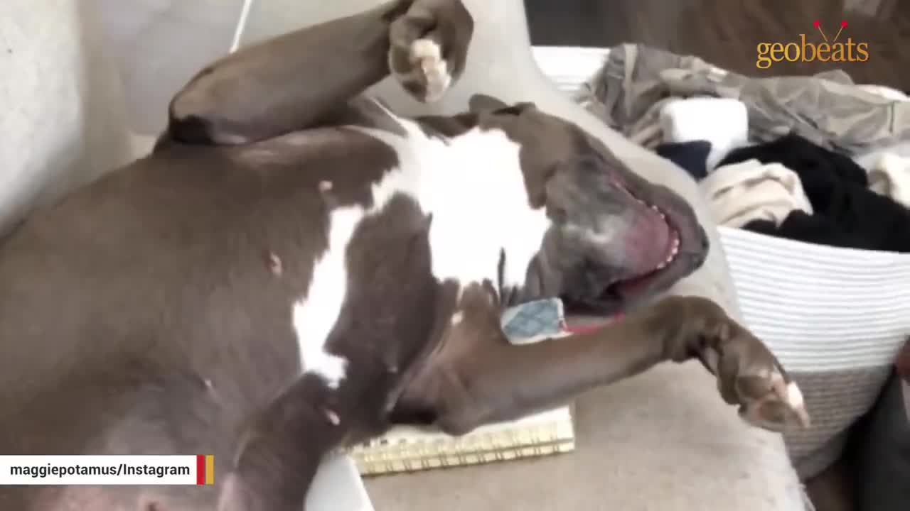 Unwented dogs spent 3 years in shelter then she found the best mommy