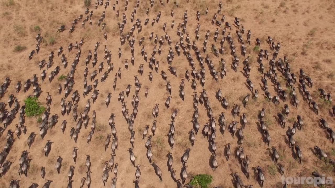 Everything you wanted to about Animals