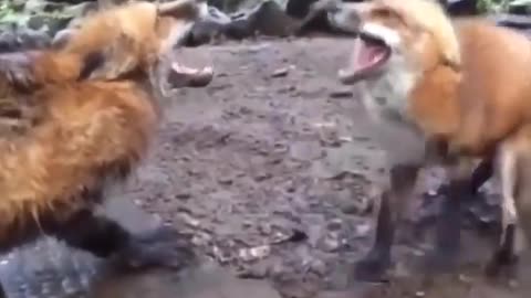 Funny animals for the year 2020 laughter without limits