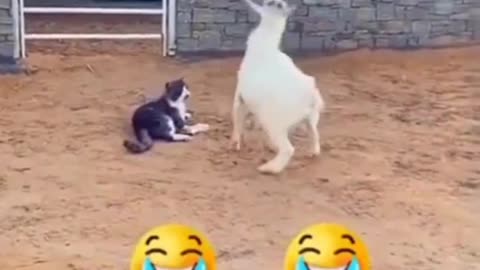 😂😂Funny Animals video 🤣😂