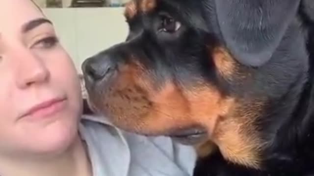 "I trend my dog ​​would react 😂 ❤rottweiler