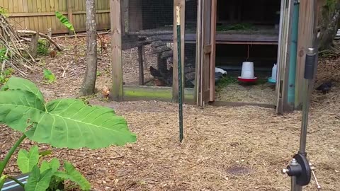 Nancy's BareFootBackYard 4-20