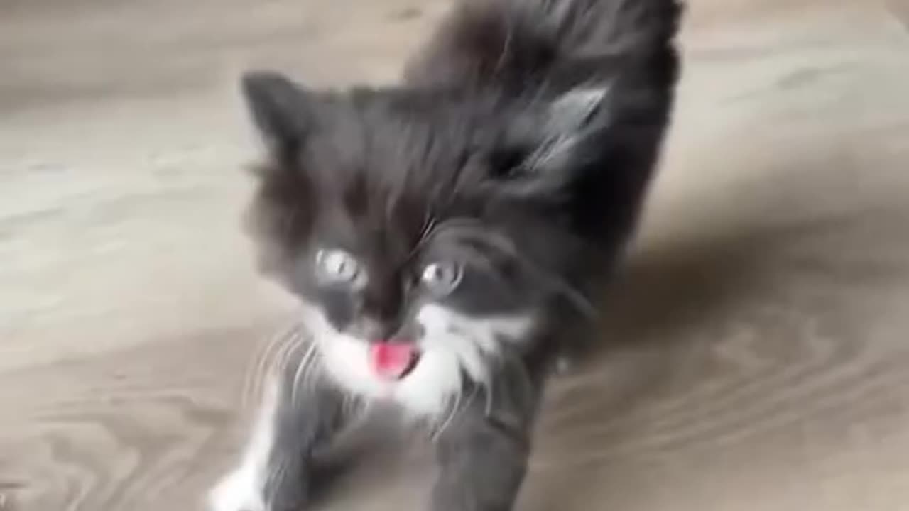 Funny Cats Compilation 🤣