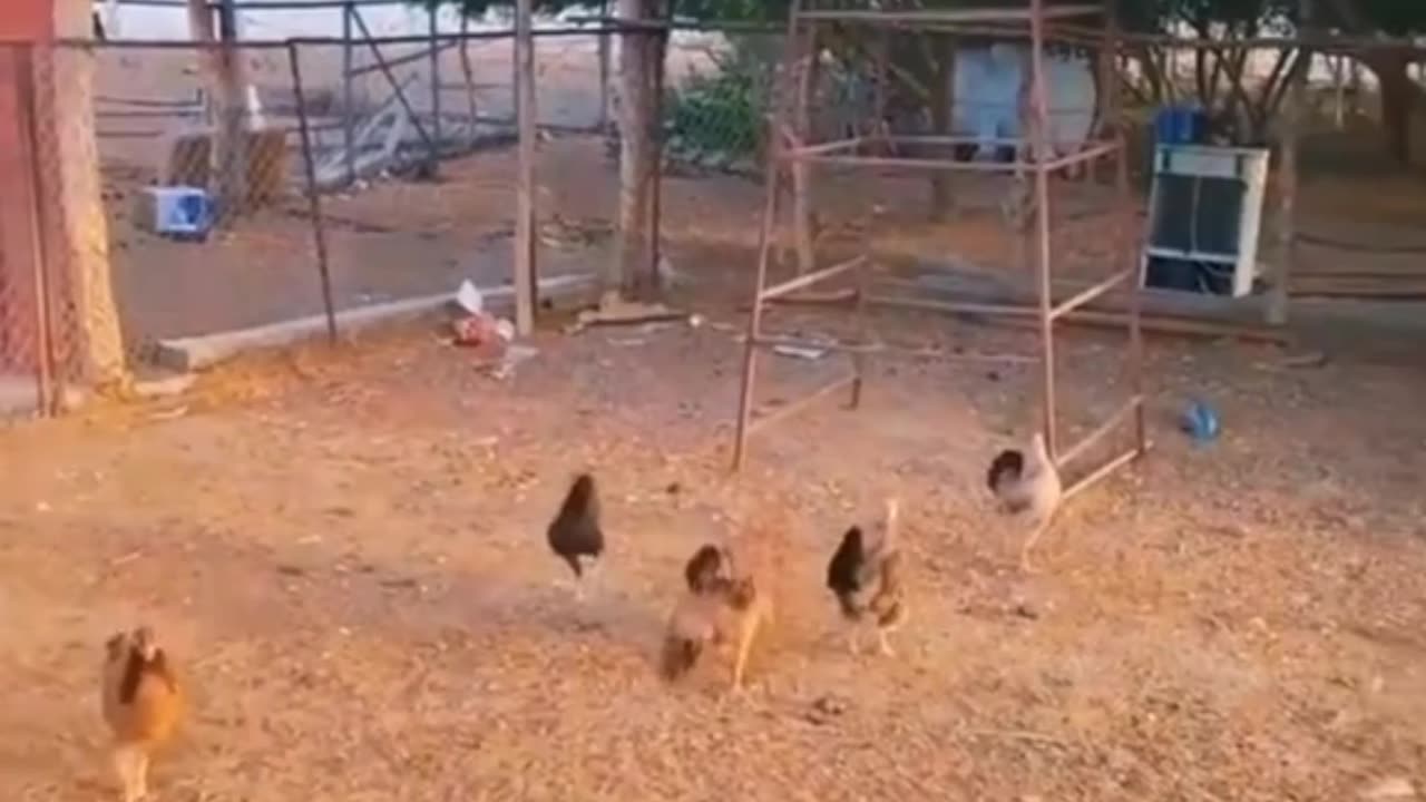 So funny video