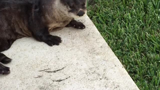 I Don't Speak Otter, Sorry