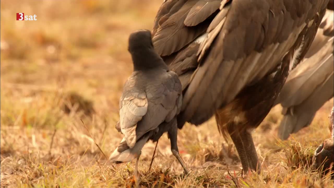 Magie des Monsuns: Im Bann der Dürre Doku (2021)