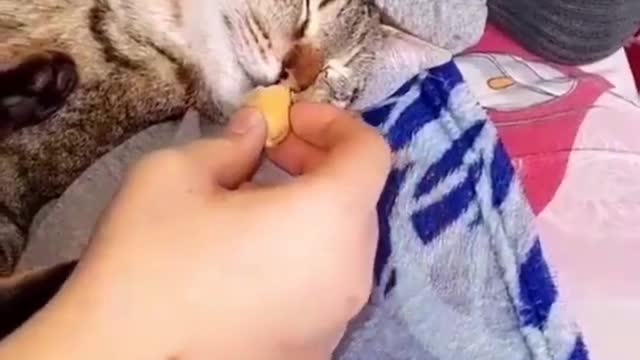 Funny Animals Videos2022 Funniest Cats And Dogs Videos