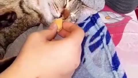 Funny Animals Videos2022 Funniest Cats And Dogs Videos