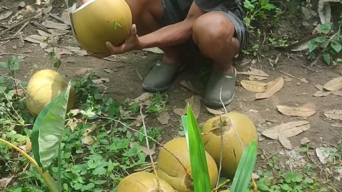 How to chop a coconut in Bali
