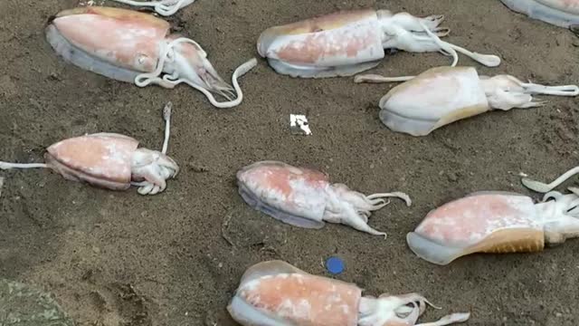 Fishes for sale in kovalam