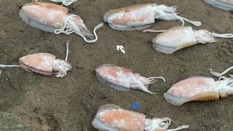 Fishes for sale in kovalam