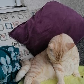 Happy Sunshine on Dimi Ohhh Happy Sunshine