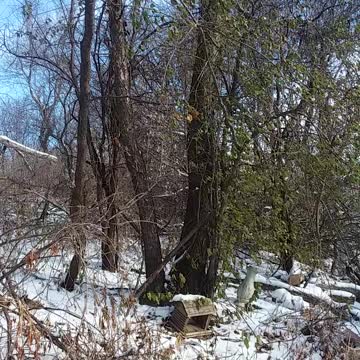 Psalm 20 Revised Standard (The Lord answer you)