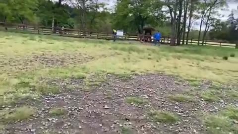 Large German Shepherd attacks Pitbull at Dog Park