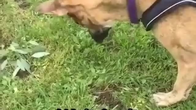 Hilarious dog face plants😂