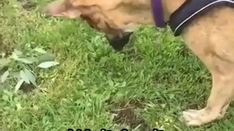 Hilarious dog face plants😂