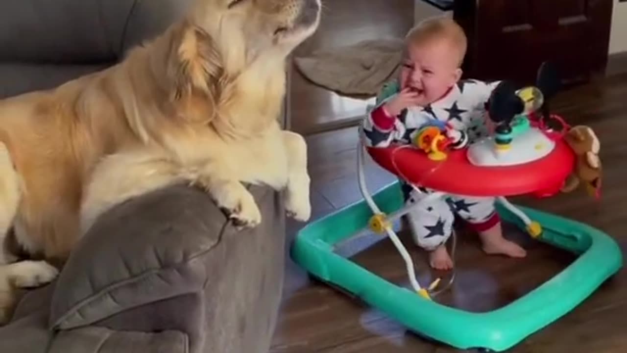 The dog plays with the boy