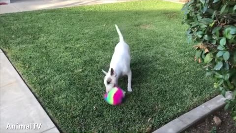 ENGLISH BULL TERRIERS Are the CUTEST Compilation