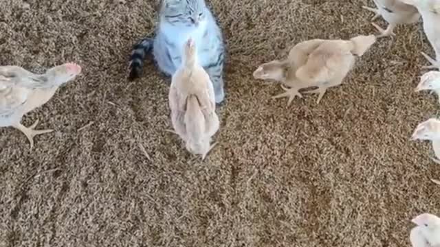 Chickens are around