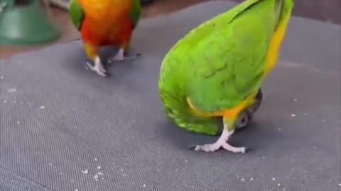 BIRDS SKILLS