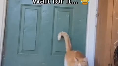 Cat funny video
