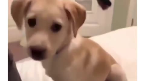 Dog 🐶 funny video