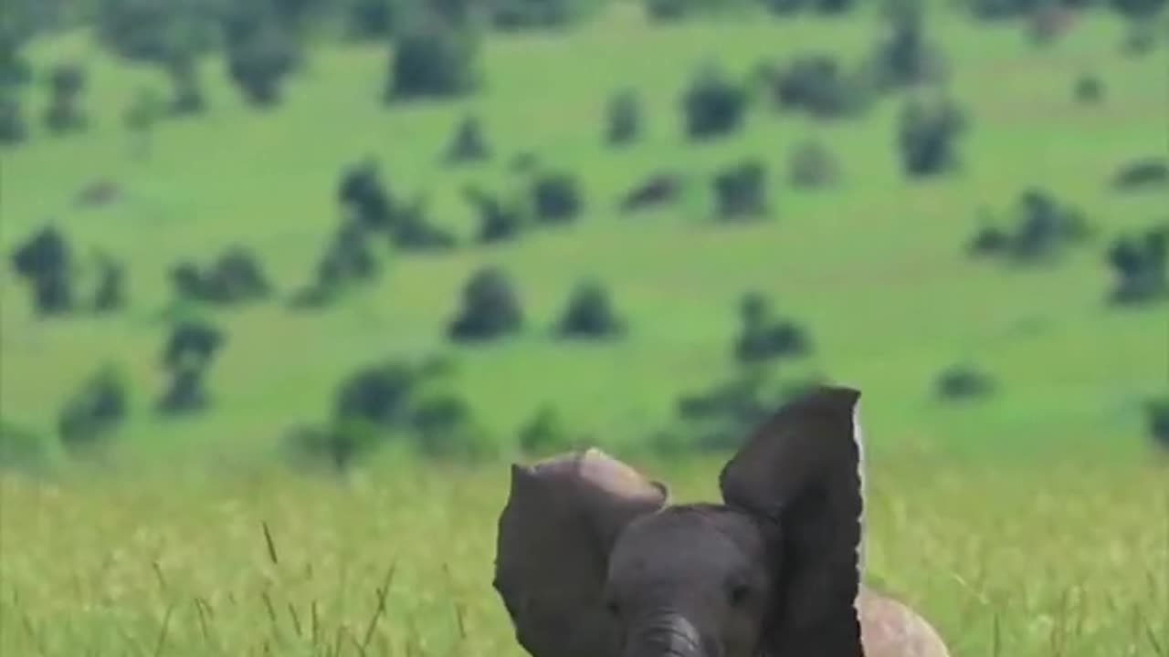 Joy of Kids🦁 🐘🦒#animals #wildlife