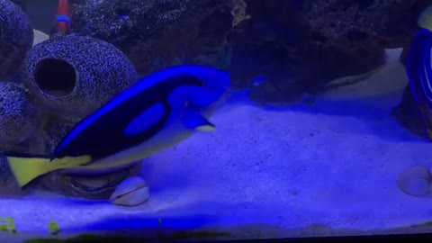 Annoyed puffer fish can't shake off determined cleaner wrasse