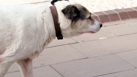 Dog coming out of a pond