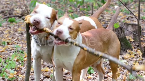 Dogs playing in forest