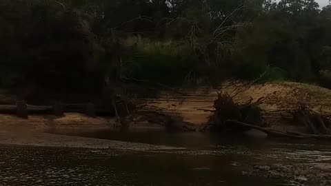 30.6.2024 The Barron River Kuranda
