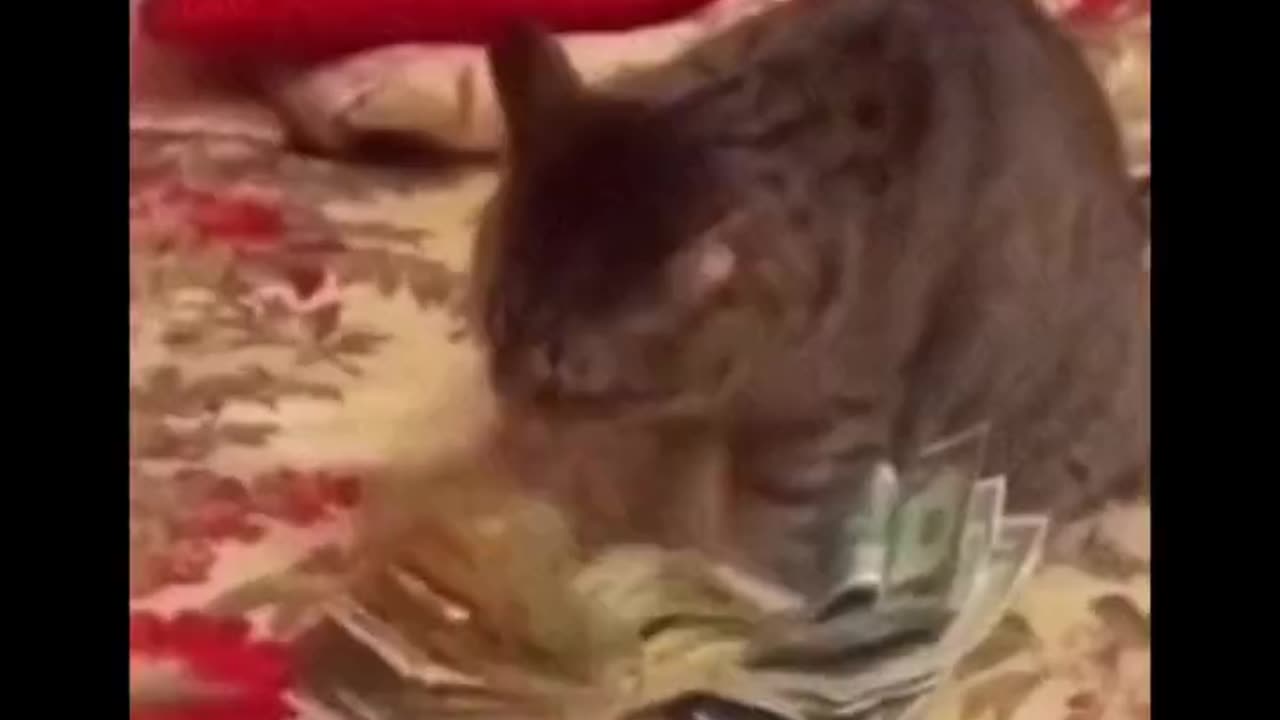 Cat Counting Social Media Earnings