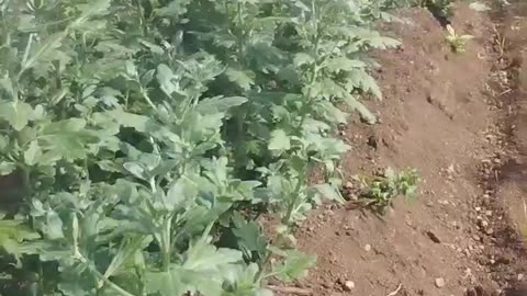 Muze yehi karna tha kya samza#flower farming@Amitinfo
