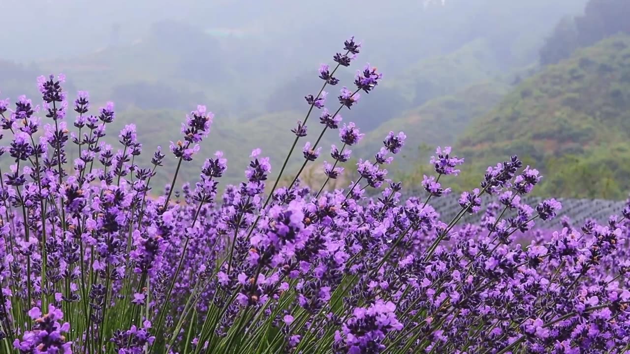 Soothing rainfall