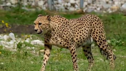 All animal sound -lion, tiger, zebra, cow,dog,cat