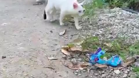 Cats amezing