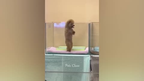 Funniest Animal Videos 2023 😂🤣😄