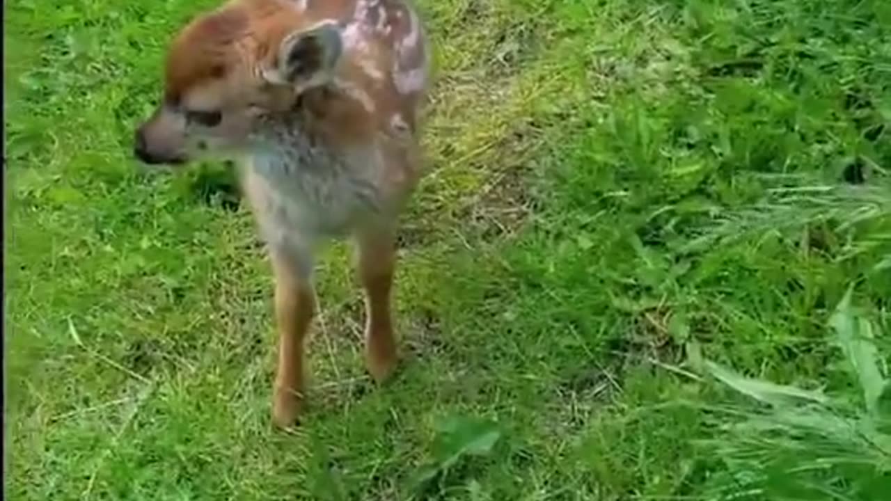 Baby deer rescued from water and the ending