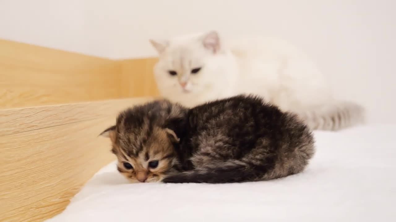 Daddy cat Leo gently watches over the kittens. he seems to have become a good dad