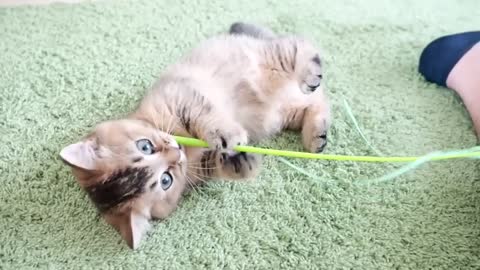 Kitten who loves toys is too cute