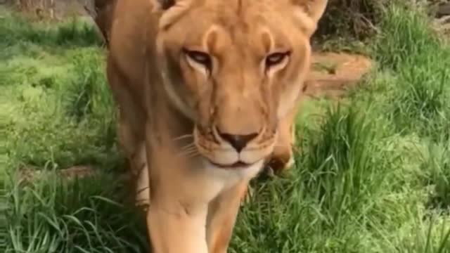"Move me can move my woman not can" hear! things