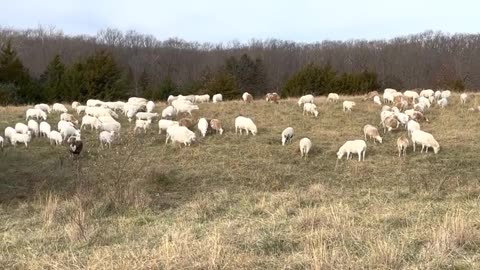 Sheep are an unfair advantage on any farm that seeks profit