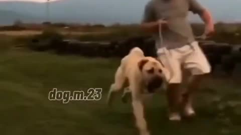 Dangerous dog 🐕 |dog lover♥️