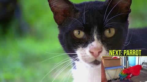 Learn Names of Pets for Kids - Pet Animal Names and Sounds for Children, Kindergarten and Preschool