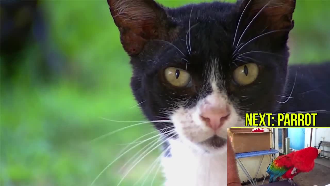 Learn Names of Pets for Kids - Pet Animal Names and Sounds for Children, Kindergarten and Preschool